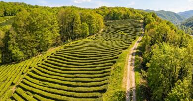 Визуальное знакомство с локацией: Чайные плантации